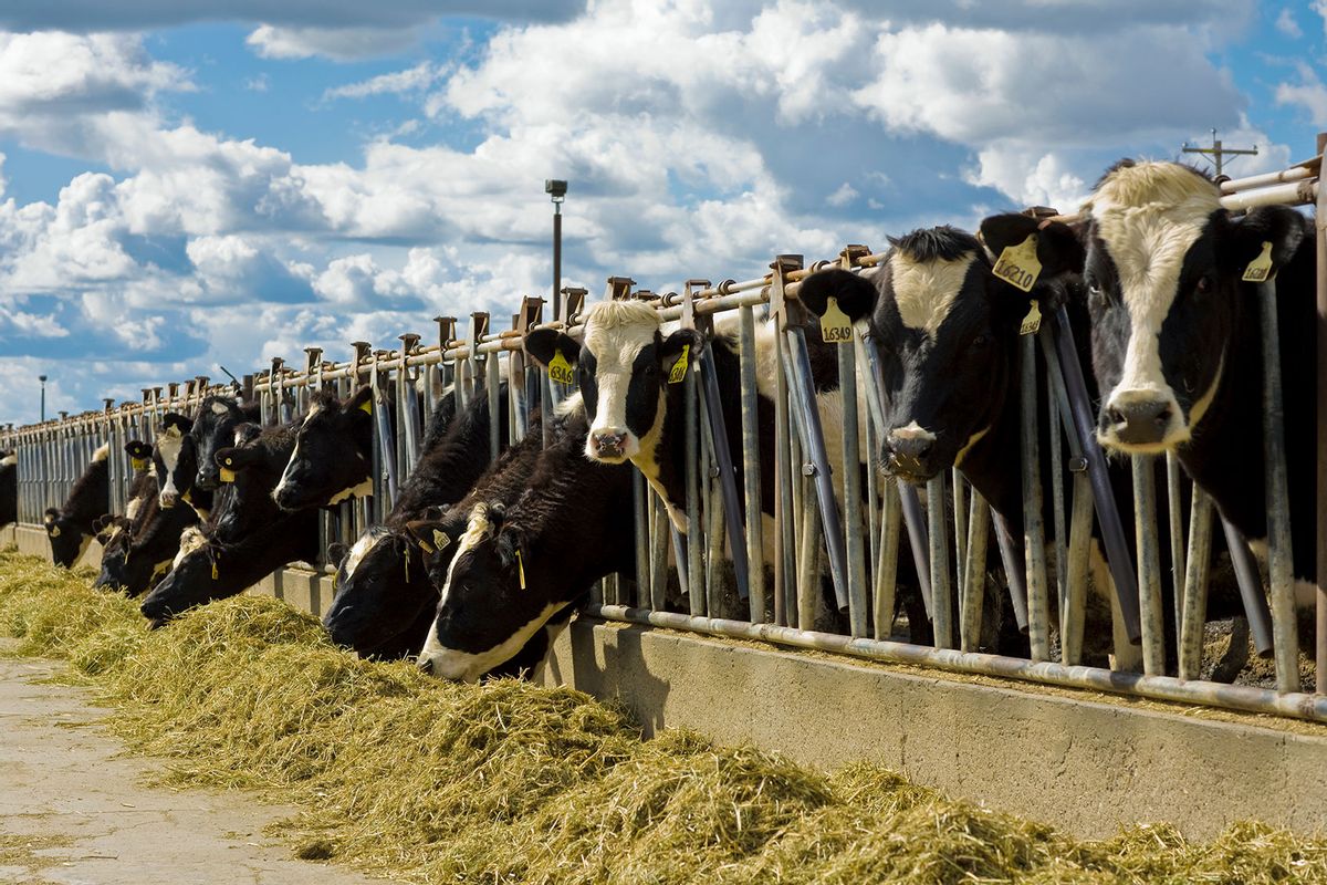 Holstein dairy cows feed on haylage at a dairy feedbunk/near Escalon, San Joaquin County, California, USA. (Bill & Brigitte Clough/Design Pics Editorial/Universal Images Group via Getty Images)